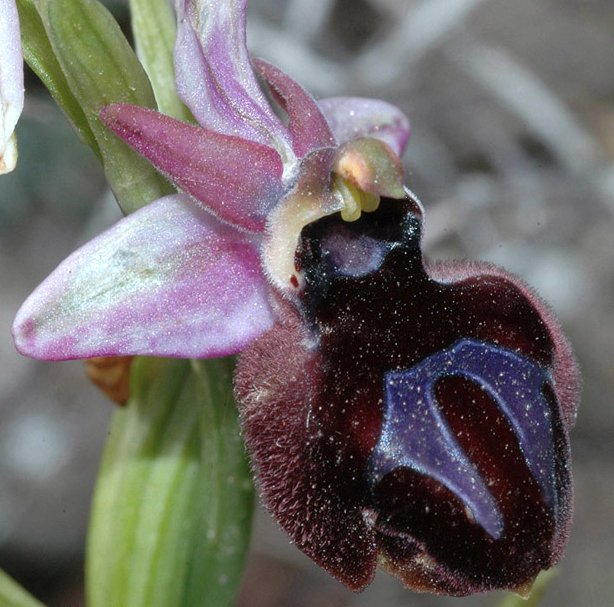 Ophrys ferrum-equinum